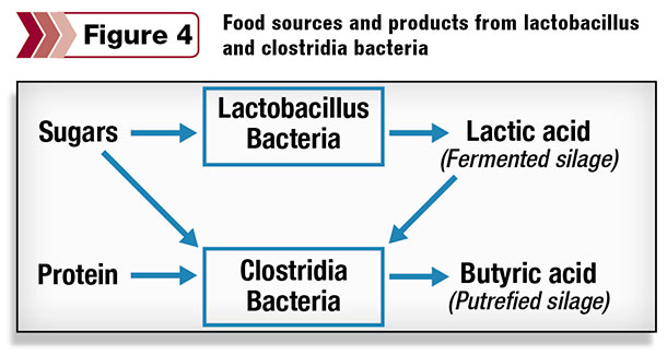Food sources and products from lactobacillus and clostridia bacteria