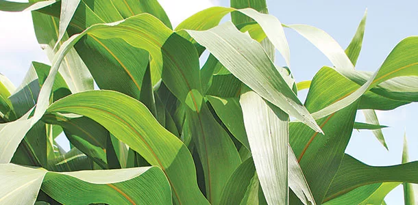 crop for silage
