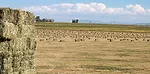 Hay prices can be unpredictable