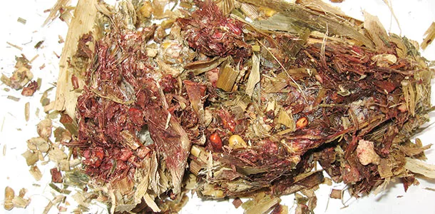 Fusarium mold in corn silage.
