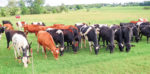 pasture grazing dairy cows
