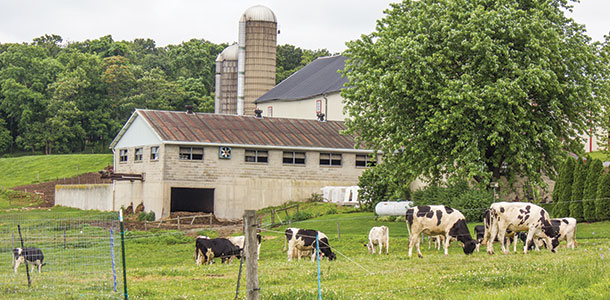 Dairy cattle grazing