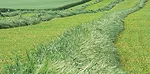 windrows of Italian ryegrass