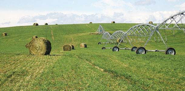 baled Italian ryegress
