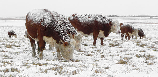 cattle grazing ryegrass regrowth