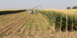 Harvesting corn silage