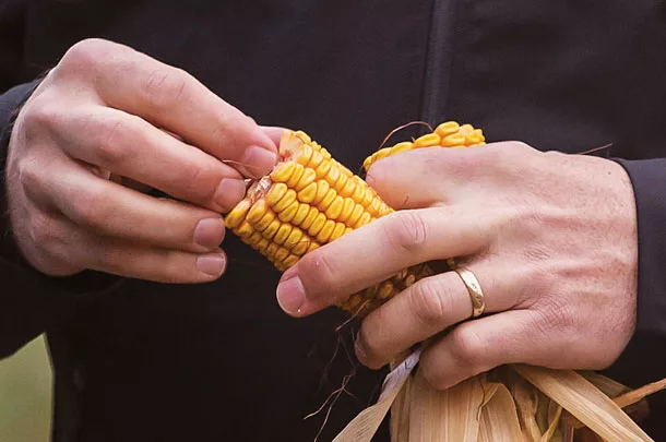 half-cob inspection