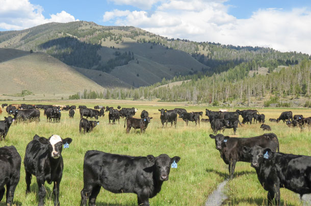 cattle in pasture