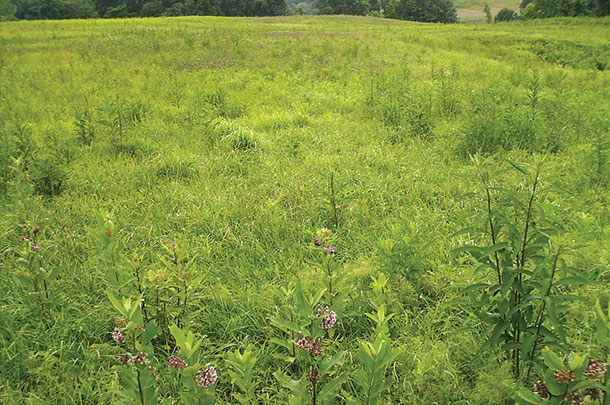 Field of hay cut in May waiting for second cutting