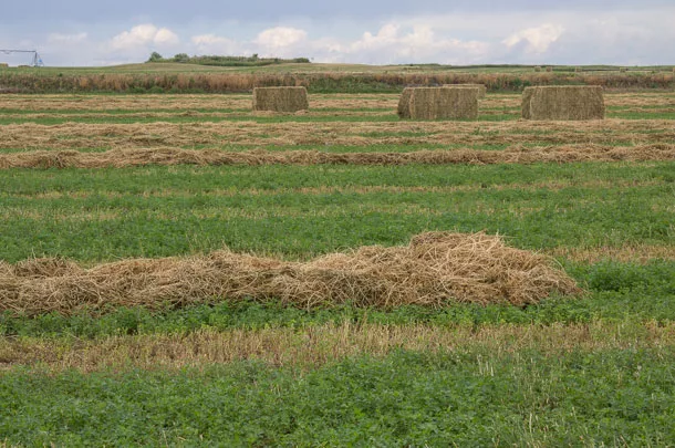 field of rained-on hay