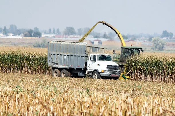 harvesting corn silage