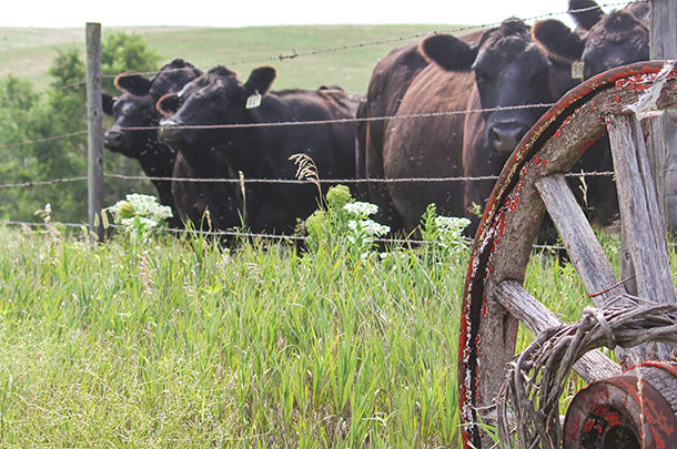 old wagon wheel and cattle