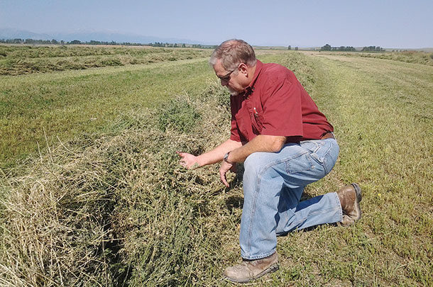 Neal Fehringer inspects a swathed and raked windrow 