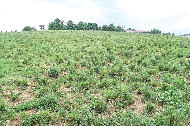 Grazing can cause space for weeds