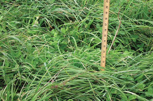 estimate forage mass with a ruler