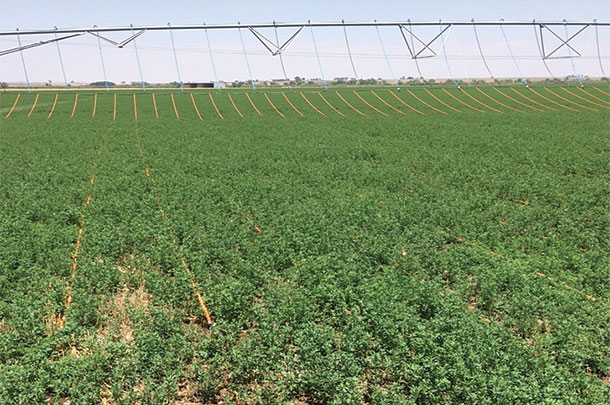 precision drip system