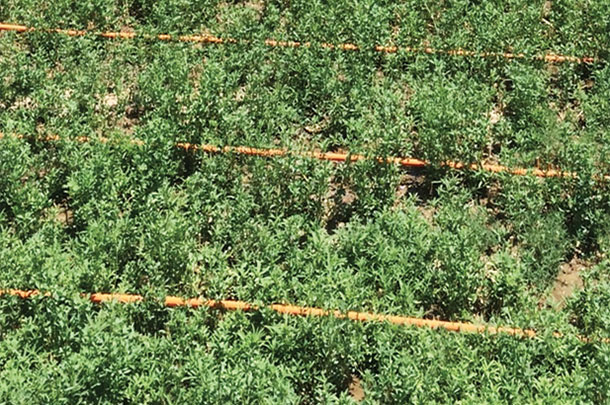 precision drip system