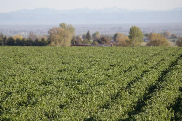fall alfalfa field