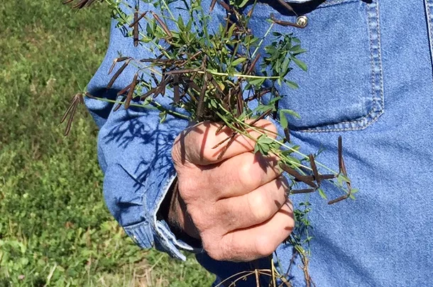 birdsfoot trefoil pods