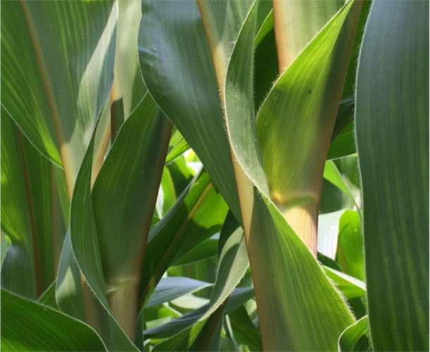 Brown mid-rib (BMR) corn hybrid