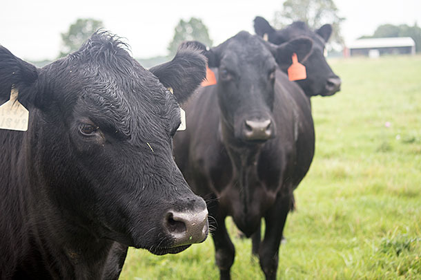 Registered Black Angus