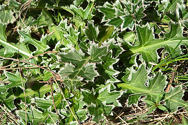 musk thistle