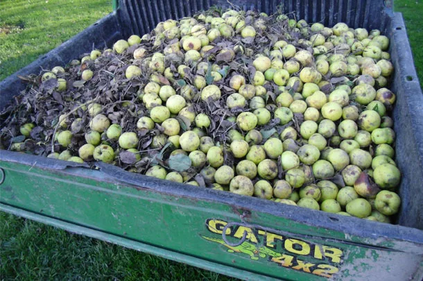 apples