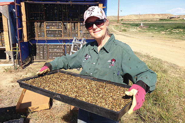 Renee Lewis with a tray of leaf-cutter bees