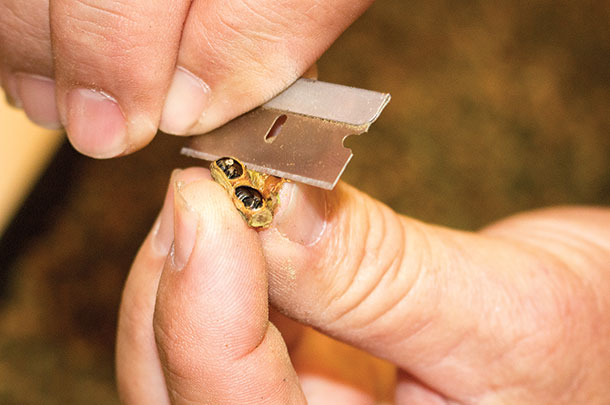 Leaf cutter bee cell