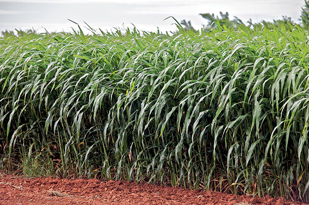 sorghum grown in Oklahoma