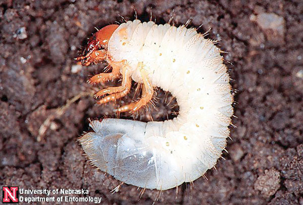 White grub