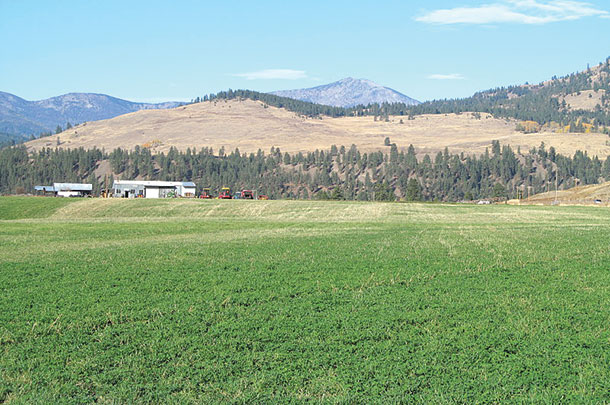 stressed alfalfa from wild fires