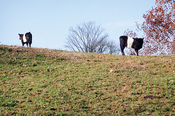 Cattle grazing