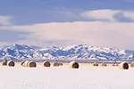snowy farm