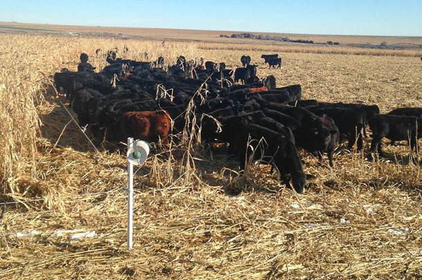 strip grazing
