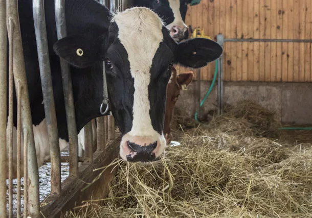 cows eating