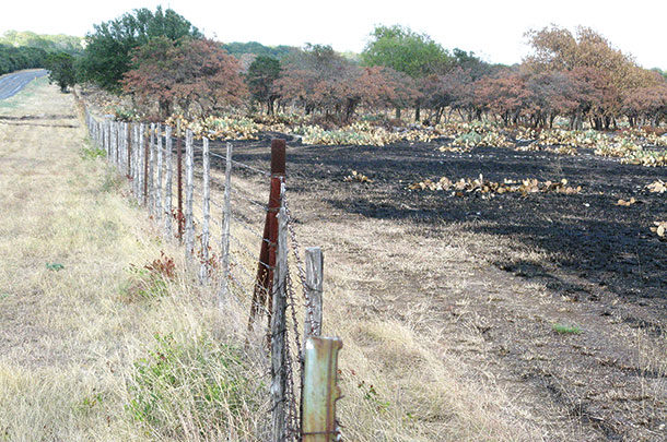 prescribed fire is a good weed control