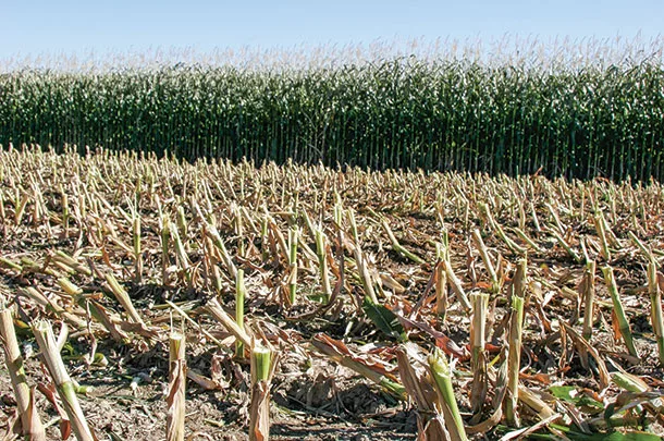 Corn field