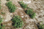 alfalfa bred for winterhardiness