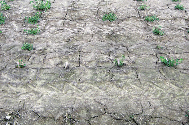 FGI Salt Nursery