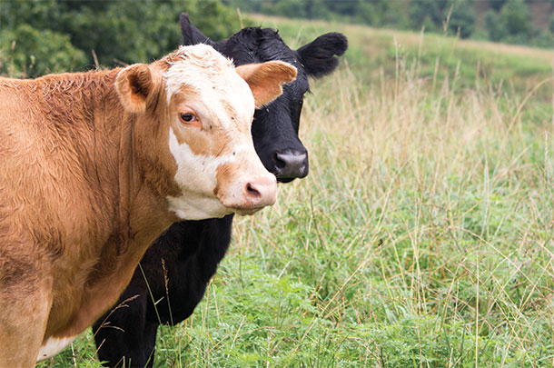 Cattle in Missouri