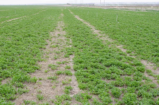 wheel tracks in alfalfa field