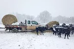 Feeding cattle in winter with homemade bale unroller