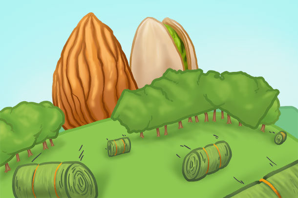 almond versus hay illustration