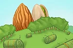 almond versus hay illustration