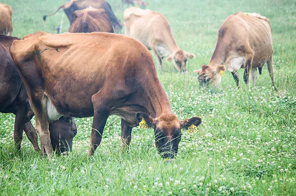 Cattle grazing
