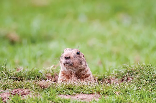 North American groundhog