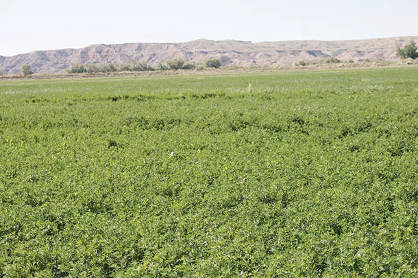 Alfalfa at Phil Boreens' ranch