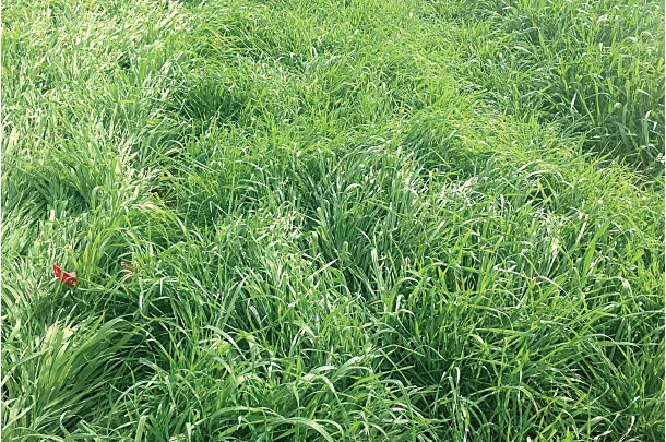 Fall-planted small grains, an early planting date most critical factor