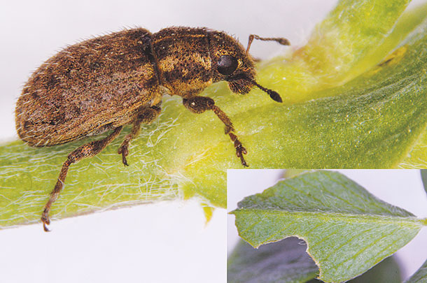 Adult stage of the clover root curculio